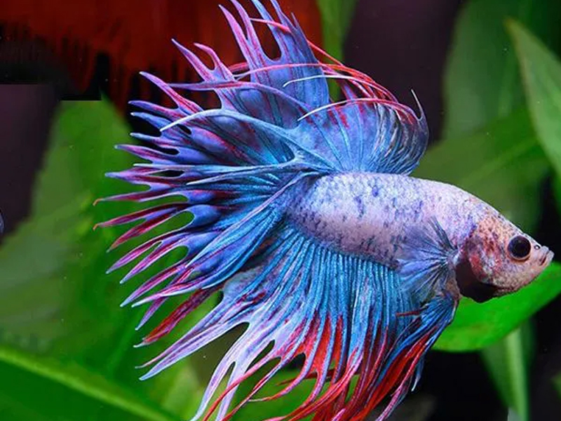 Cá Betta Crowntail và cách chăm sóc chi tiết: Hướng dẫn nuôi cá Betta khỏe đẹp